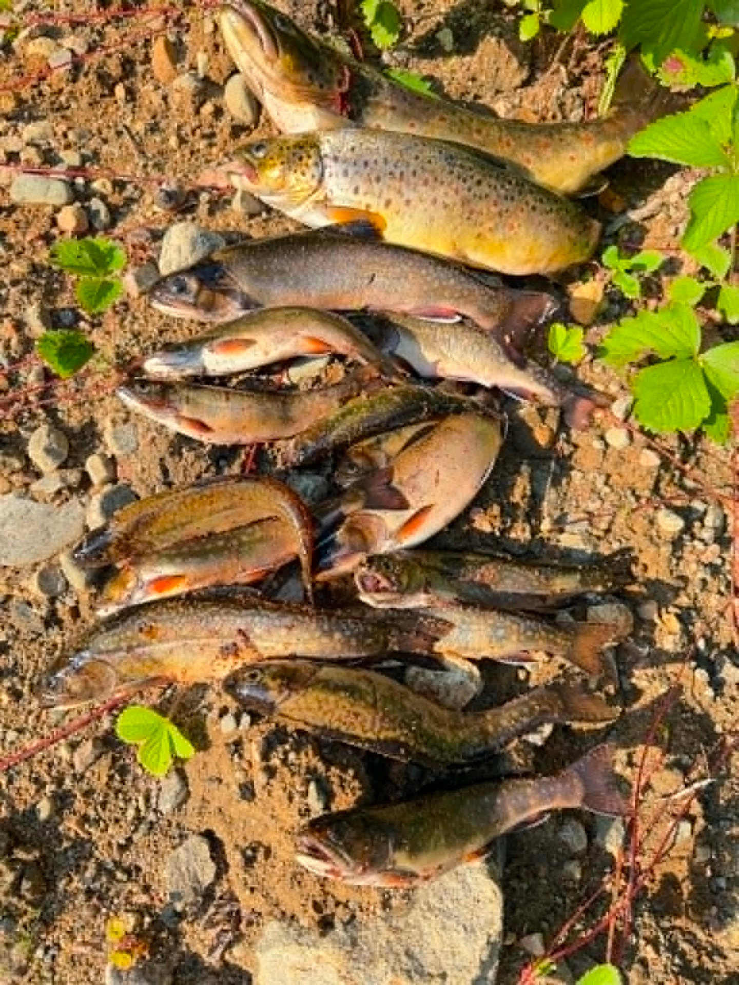 Truites brunes et truites mouchetées capturées lors d'une sortie de pêche en rivière dans les Laurentides