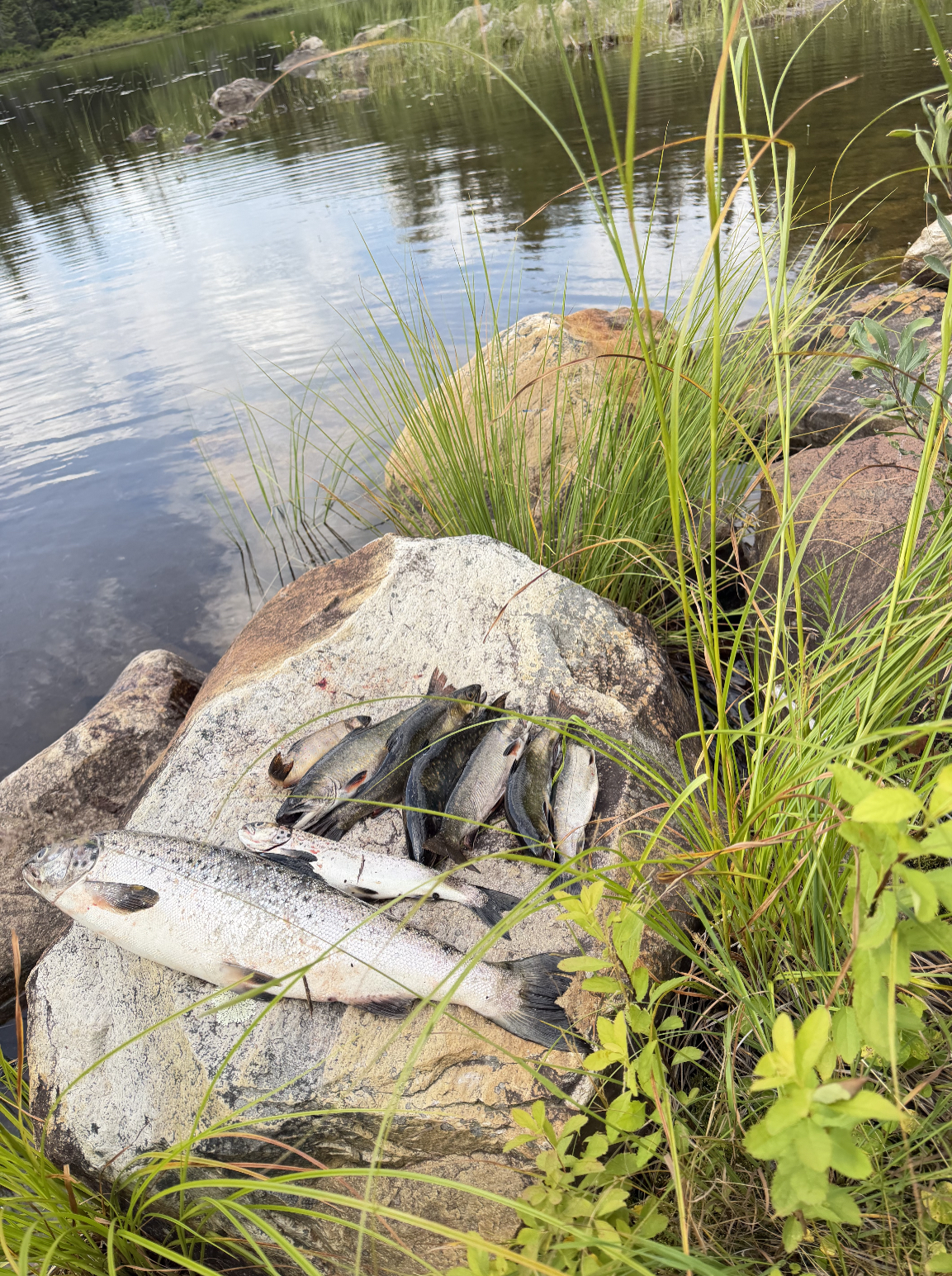 Ouananiche et truites mouchetées déposées sur une roche au bord d'un lac du Québec