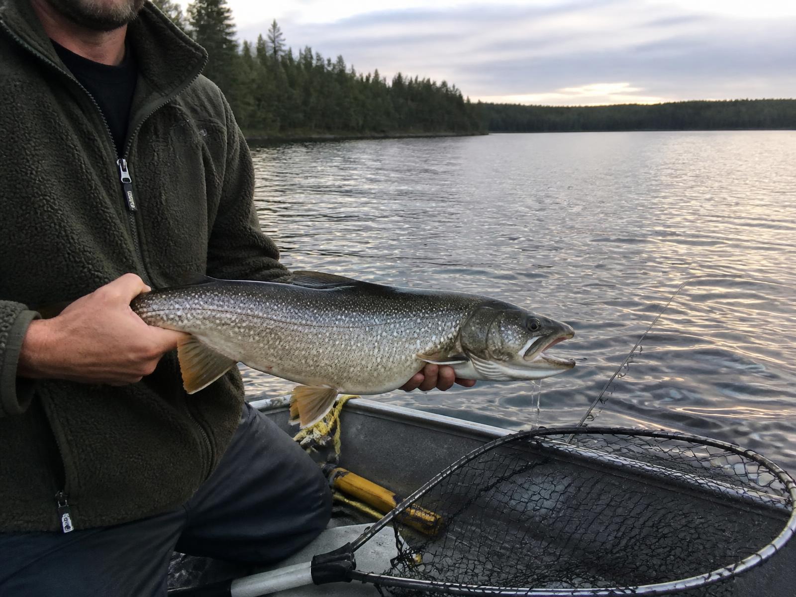 Pêcheur en embarcation tenant une truite grise (touladi) au lever du jour sur un lac du Québec