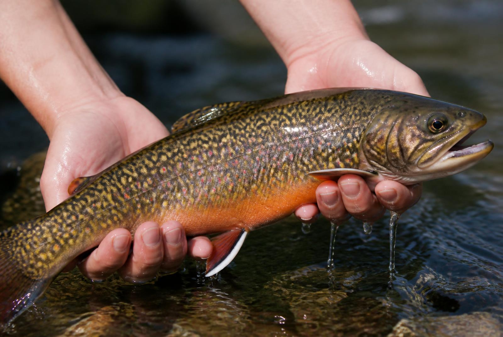 Truite mouchetée sauvage aux points rouges et ventre orangé tenue au-dessus d'un ruisseau